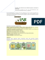 Dicotiledoneas: 200k Plant Species