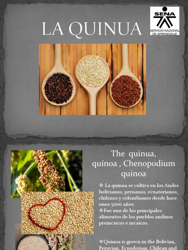 LA QUINUA en Ingles PDF