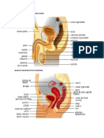 Aparato Reproductor Masculino