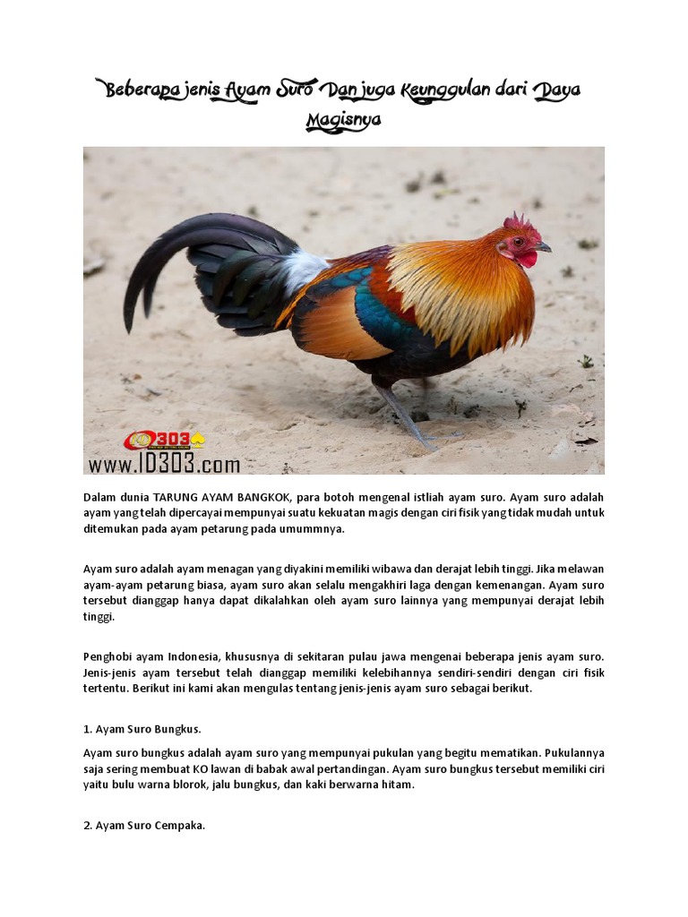 Beberapa Jenis Ayam Suro Dan Juga Keunggulan Dari Daya