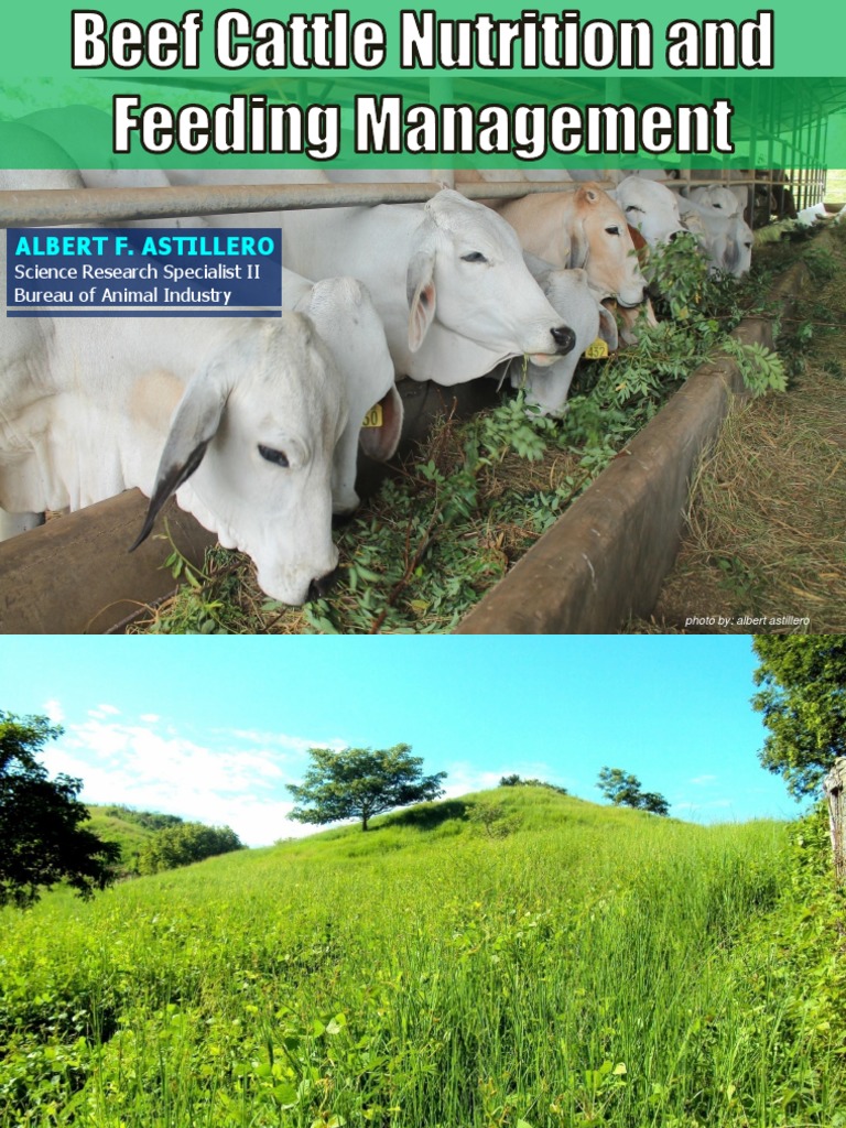 Beef Cattle Nutrition Management Guide | PDF | Nutrients | Animal Feed