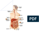 Sistema Digestivo