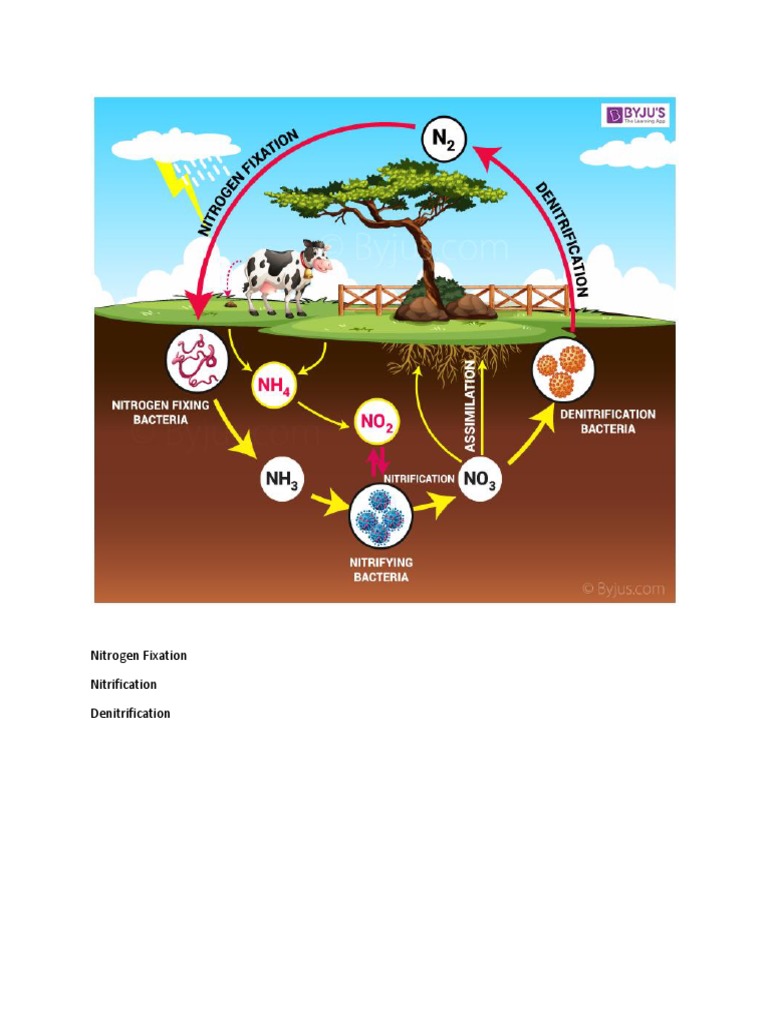 Nitrogen Fixation Nitrification Denitrification | PDF