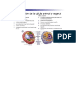 Cuadro Comparativo de Celula Animal y Celula Vegetal