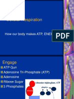 26 Biology 2_16_08 Cellular Respiration.ppt