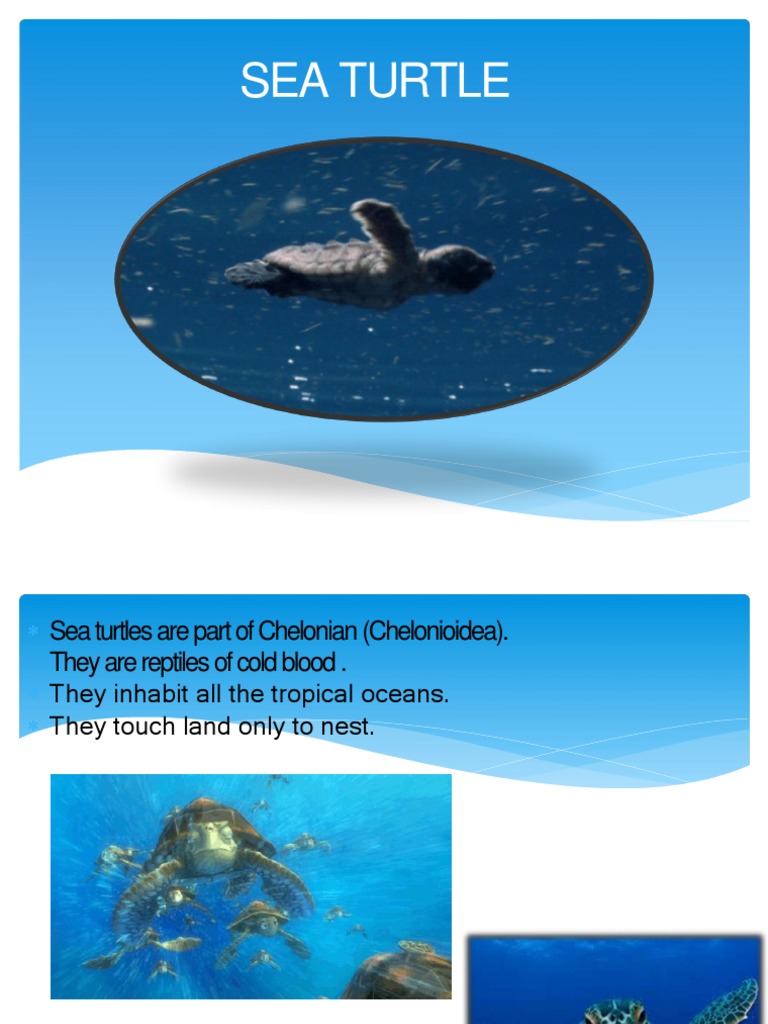 Exposicion de Tortuga Marina en Ingles PDF