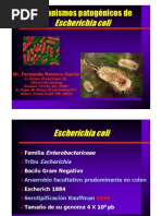 Mecanismos patogénicos de Escherichia coli