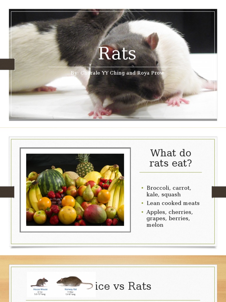 Rats and Their Diet: Cherries Included | PDF | Home & Garden