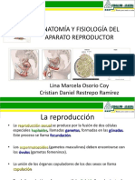 anatomiayfisiologiasistemareproductor-110616202645-phpapp02
