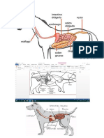 SistemA Digestivo Del Los Animales