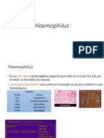 Haemophilus