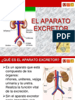 Sistema Excretor