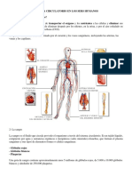 Sistema Circulatorio en Los Sers Humanos