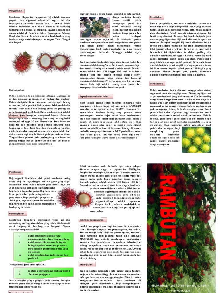 Brosur Rambutan | PDF