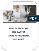 GATOS EN ADOPCION IMPRIMIR.docx