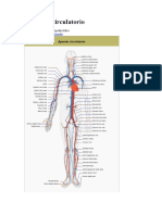 Aparato circulatorio
