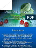 Anatomi Urinary