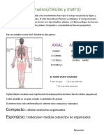 Sistema Óseo