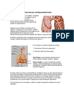 Estructura del sistema respiratorio humano