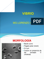 Vibrio, Brucella