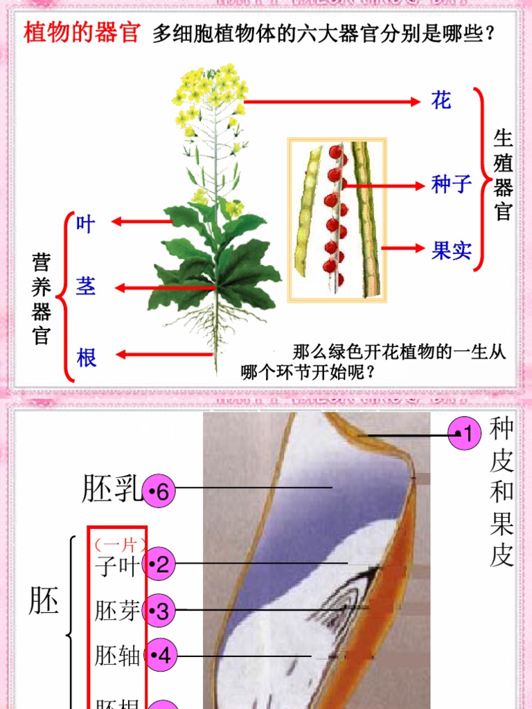 种子的萌发 课件