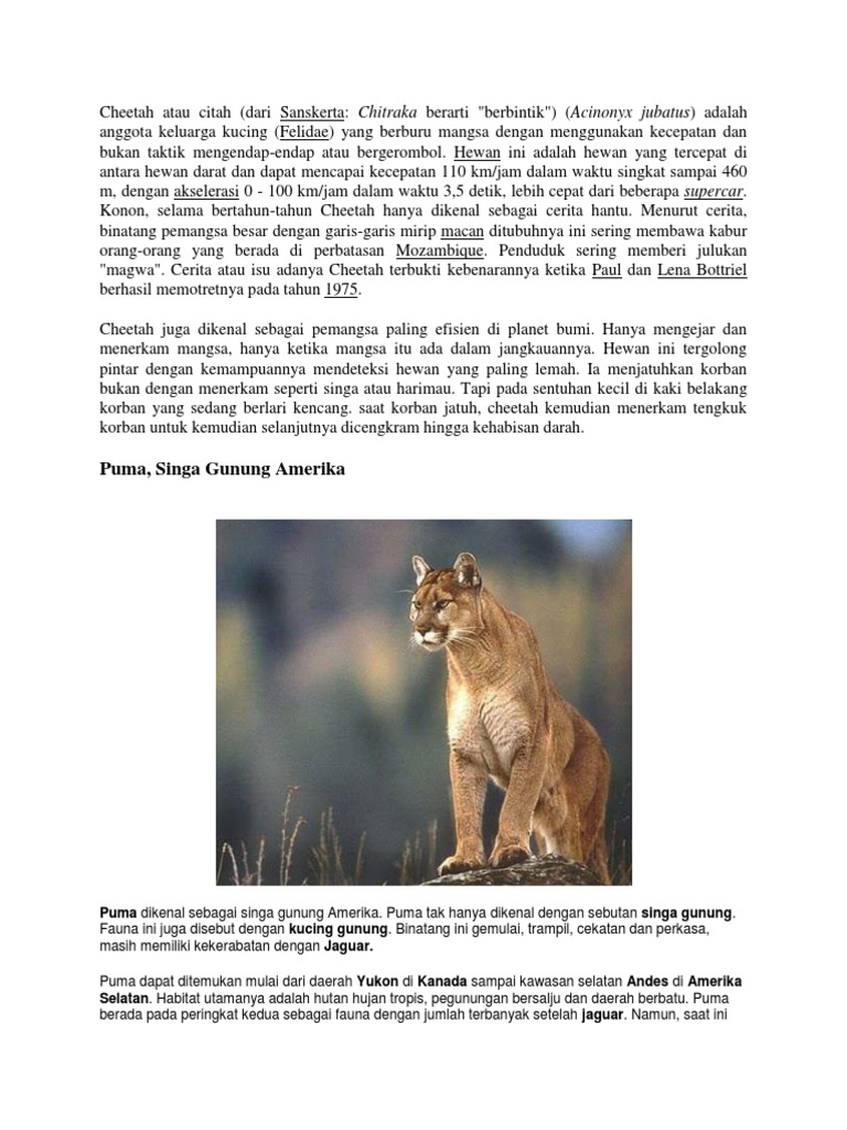 Cheetah Atau Citah