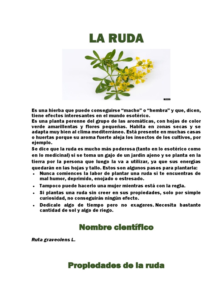La Ruda | PDF | Plantas | Bienestar
