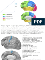 Áreas Del Cerebro