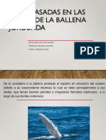 Aspas Basadas en Las Aletas de La Ballena