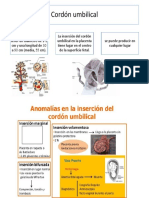 Cordon Umbilical