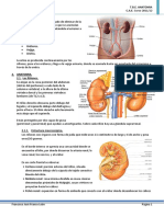 Aparato urinario: riñones, ureteres, vejiga y uretra