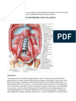 11 Anatomia 20-03-14