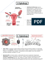 A19. Embriologija 1