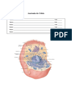 Anatomia da Célula.docx