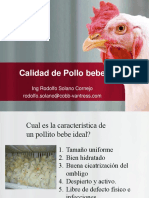 Calidad Del Pollo Bebe