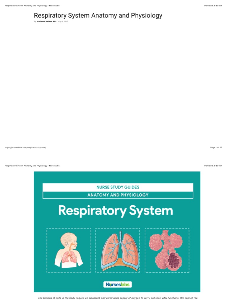 Understanding Sinuses and Their Functions | PDF | Respiratory Tract | Lung