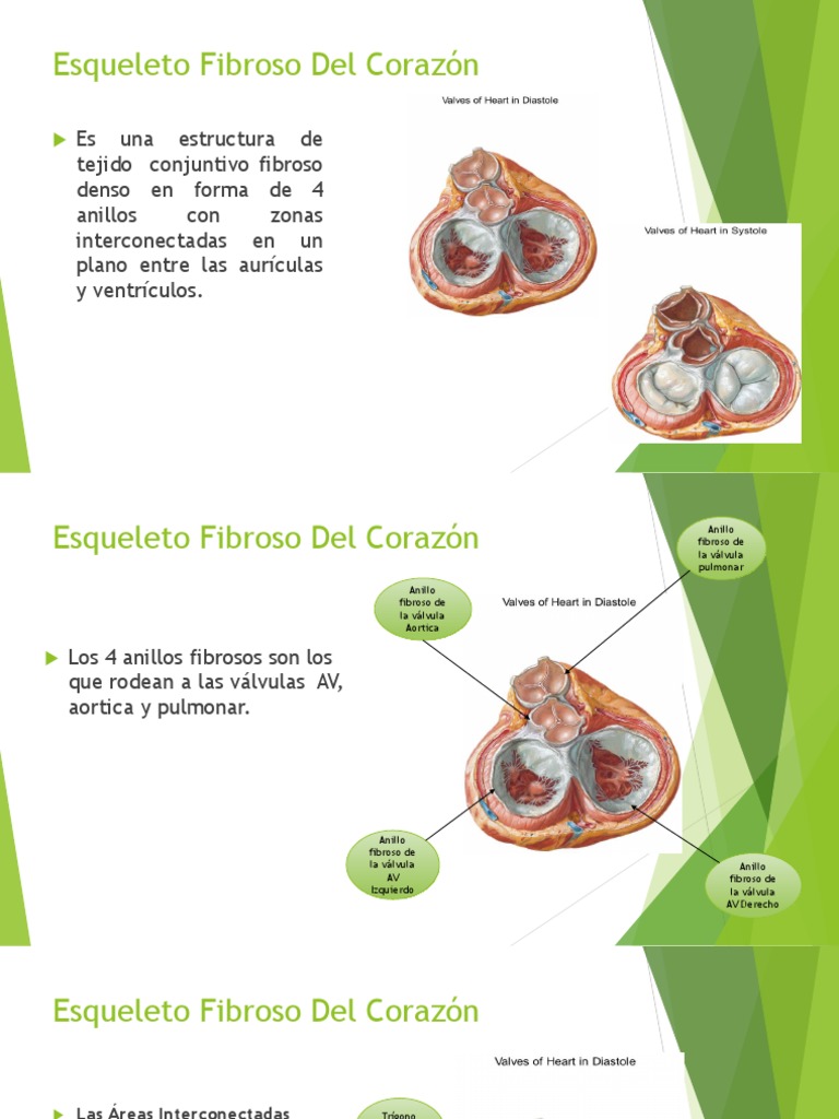 Esqueleto Corazón | PDF | (corazón) Corazón