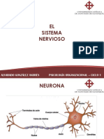 El Sistema Nervioso