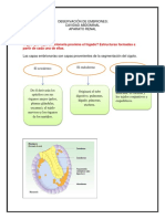 Observación de embriones: cavidad abdominal y aparato renal