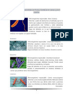 Enfermedades Transmitidas Por Frutas y Hortalizas Durante Cosecha, Empaque y Postocsecha, Como Prevenir y Como Controlar