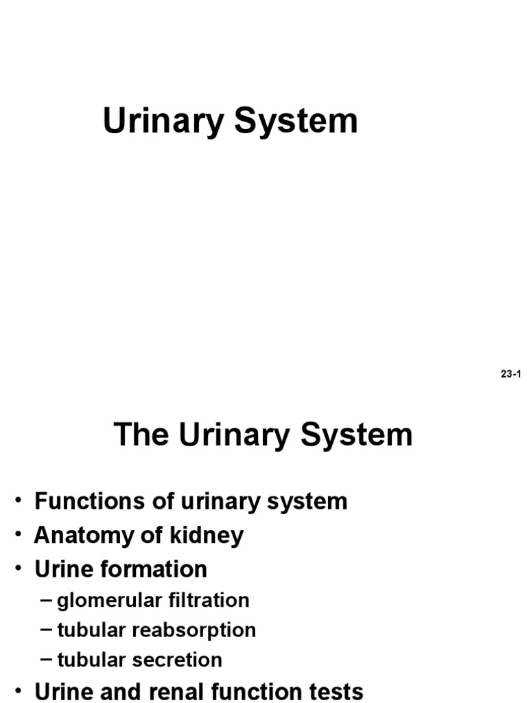 Overview of the Urinary System Functions | PDF | Kidney | Angiotensin