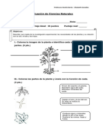 Evaluación Ciencias Naturales Plantas