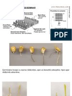 Germinare Cereale