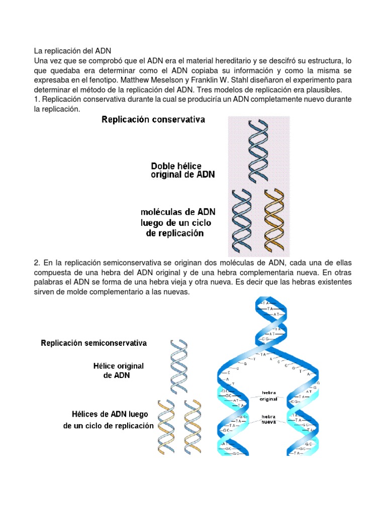 Esquema de la replicación del ADN | PDF | Replicación De Adn | Adn