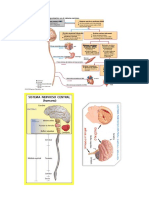 Sistema Nervioso