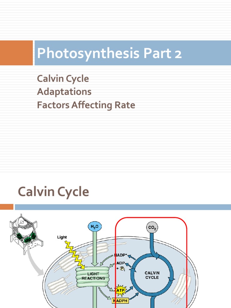 Photosynthesis Part 2: Calvin Cycle Adaptations Factors Affecting Rate ...