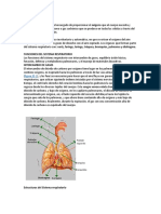 Sistema Respiratorio