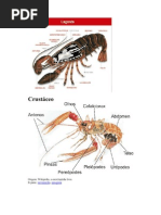 Crustáceo