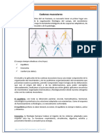 Análisis de las cadenas musculares y su importancia en el movimiento humano