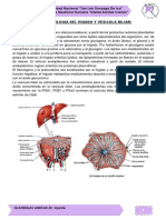 Histofisiologia Del Higado y Vesicula Biliar